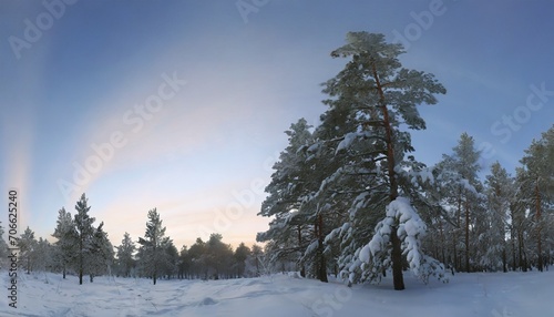 pine trees covered with snow on frosty evening beautiful winter panorama © Irene