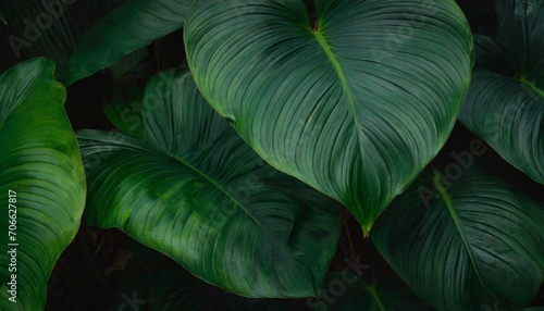 leaves of spathiphyllum cannifolium in the garden abstract green texture nature dark tone background tropical leaf