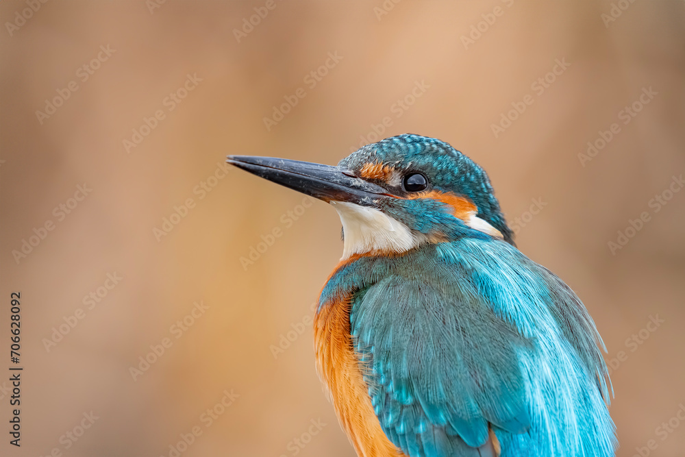 Fototapeta premium kingfisher