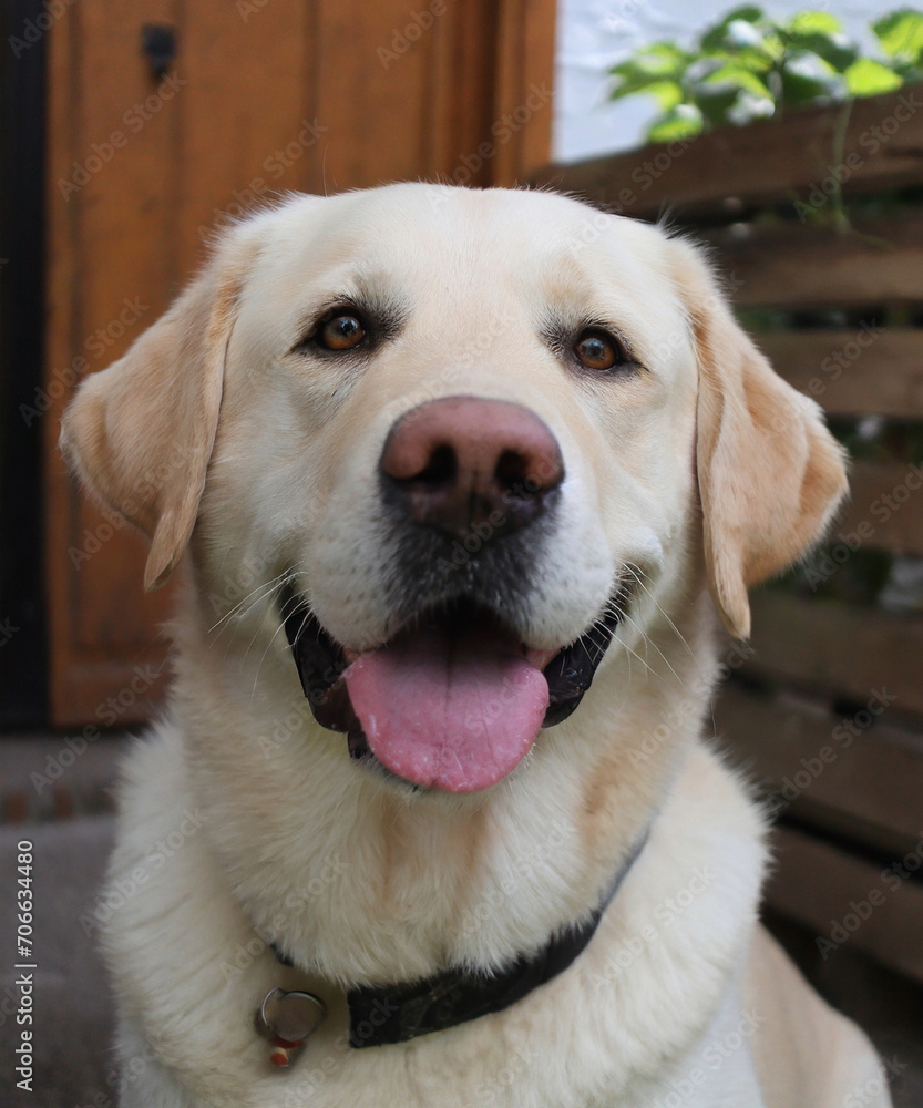 labrador retriever puppy portrait labrador retriever puppy portrait