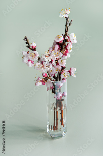 beautiful apricot blossom, branches in a transparent, glass vase, on a white ...