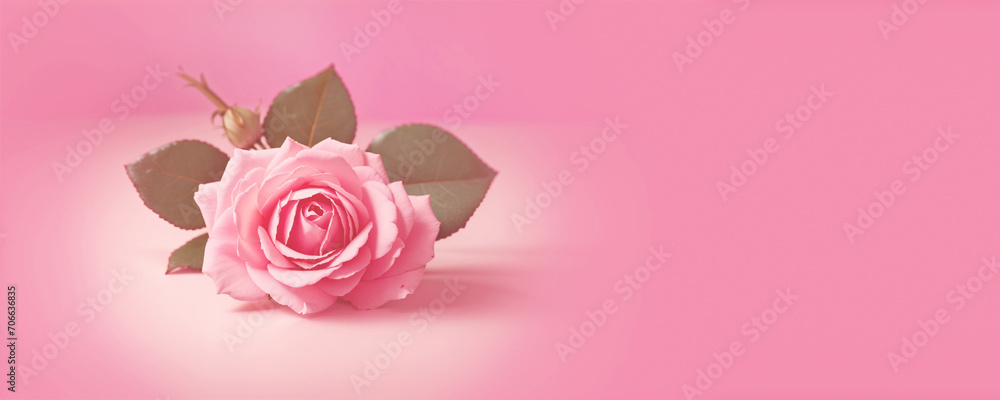 Beautiful rose isolated on pink background. Gift card. Banner with copy space. Valentine's day concept. Beautiful rose isolated on pink background. Gift card. Banner with copy space. Valentine's day concept.
