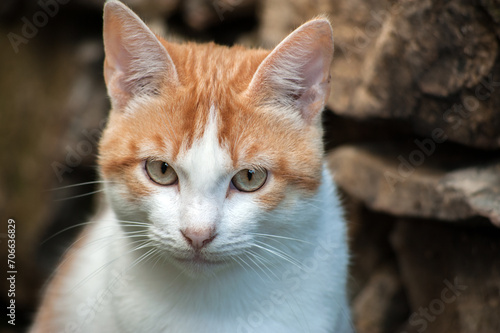 portrait of a homeless cat, with a serious thoughtful look, the problem of animals on the street