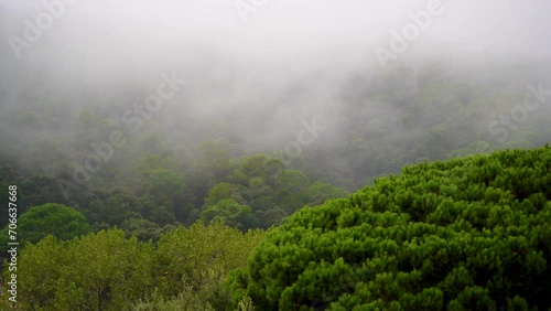 Fog in the Forest, Mountains