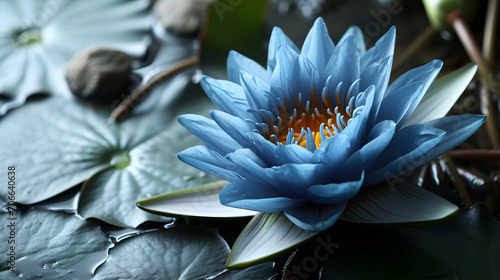 Background of blue lotus (nymphaea caerulea) flowers with copy space, for graphic design projects, photo