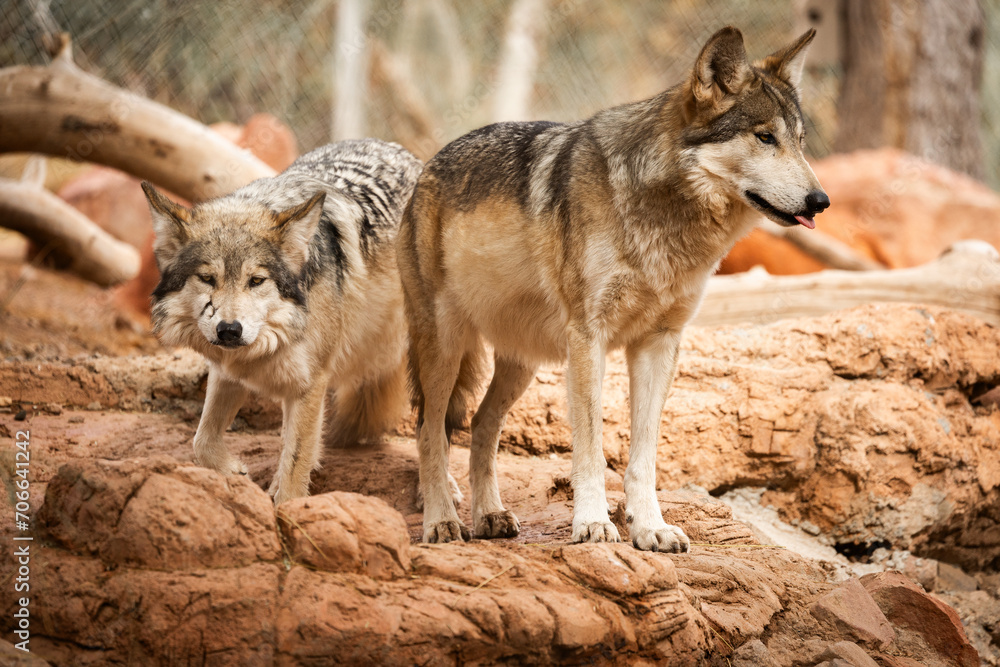 Mexican Wolves