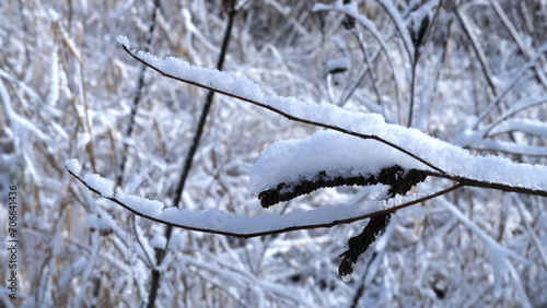 Close up of plant and tree branches covered with piles of snow after heavy snowfall in rural countryside