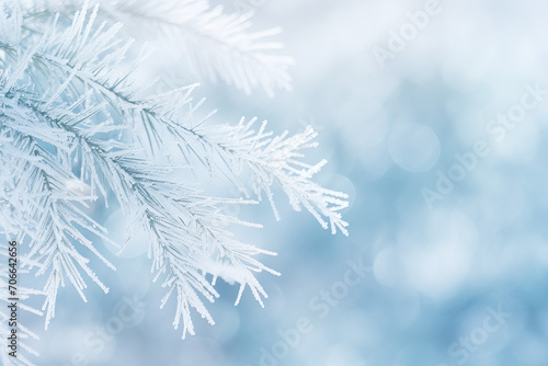Frosty Pine Needles with Snowflakes Background Close-up of frosty pine needles delicately covered in snowflakes, set against a soft, winter scene background.  Generative AI, © aqsa