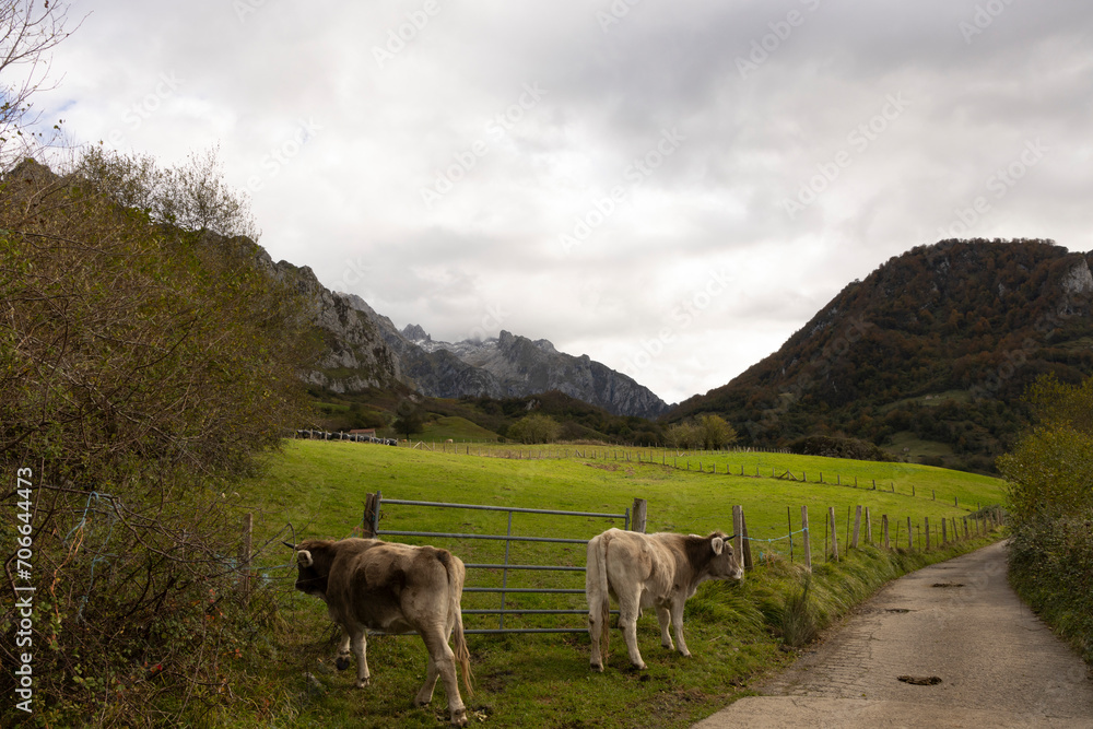 Cows on meadow near autumn forest with rocky mountains in the background in Asturias