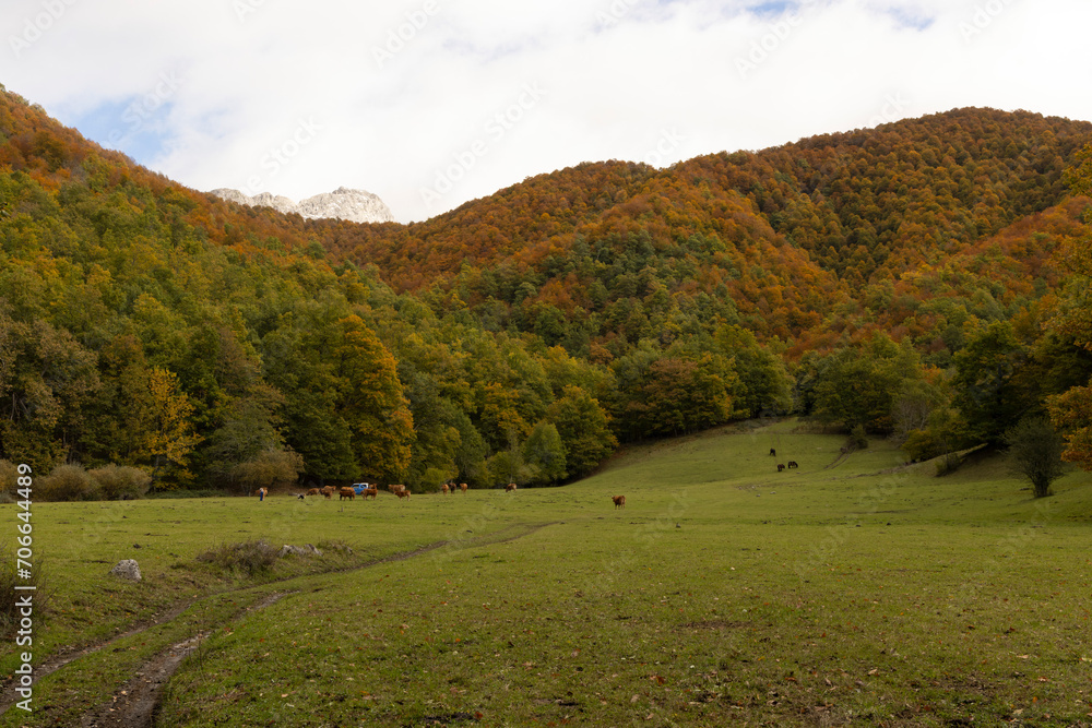 Cows on meadow near autumn forest with rocky mountains in the background in Asturias Cows on meadow near autumn forest with rocky mountains in the background in Asturias