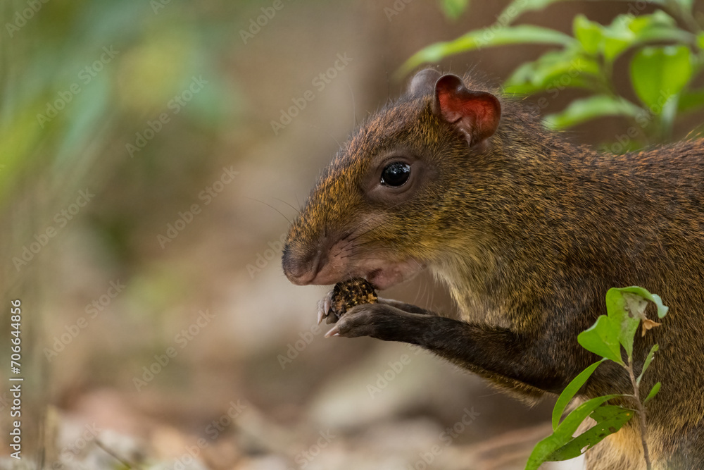 The Central American agouti (Dasyprocta punctata) in the Cloud Forest of Monteverde, Costa Rica. Wildlife. The Central American agouti (Dasyprocta punctata) in the Cloud Forest of Monteverde, Costa Rica. Wildlife.