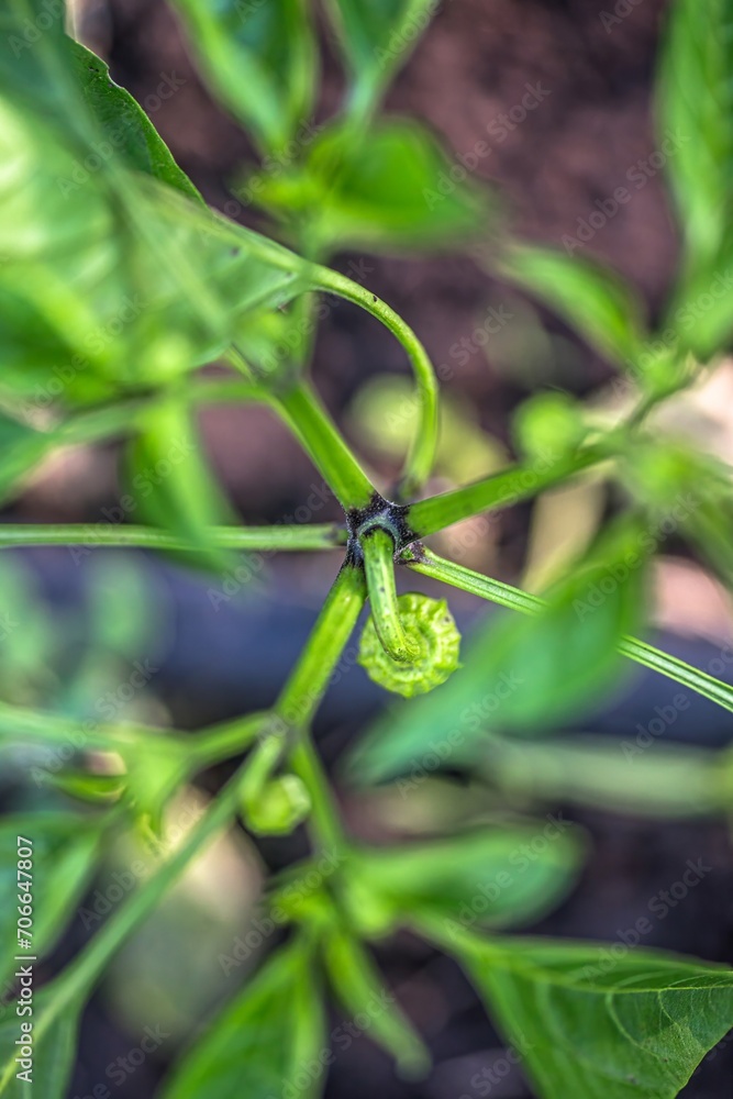 Young green fruit of the pepper plant on the plant during cultivation Young green fruit of the pepper plant on the plant during cultivation