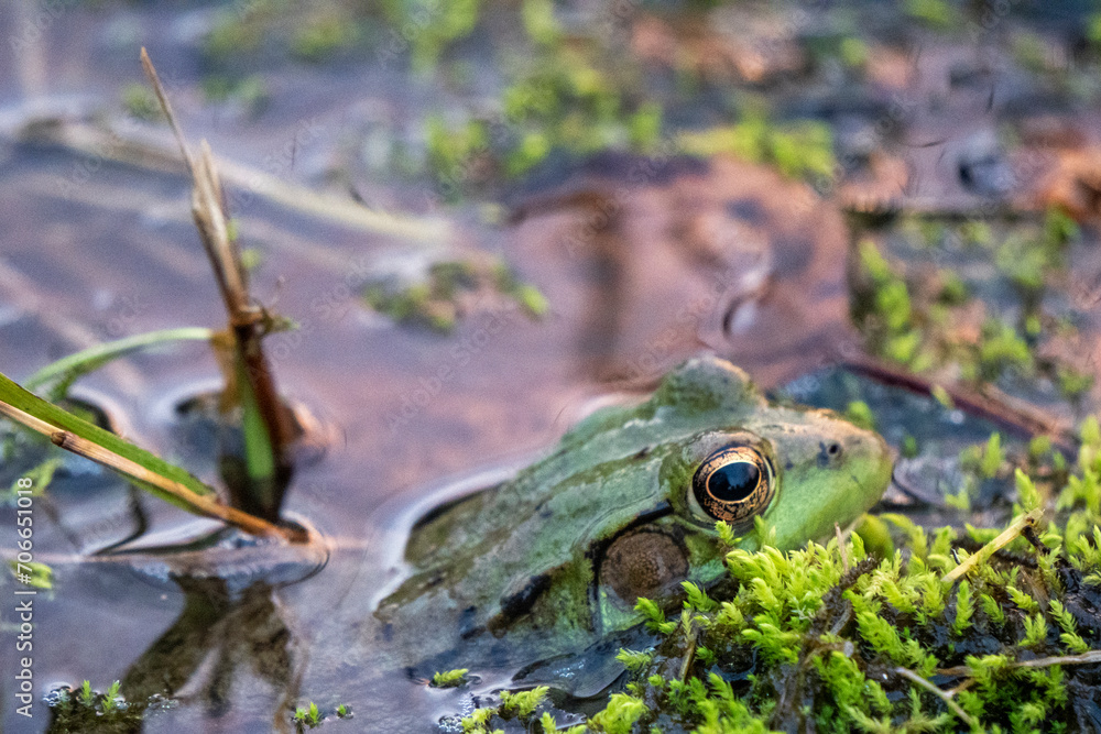 Obraz premium Frog in pond