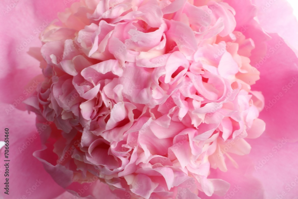 Obraz premium Closeup view of beautiful blooming pink peony