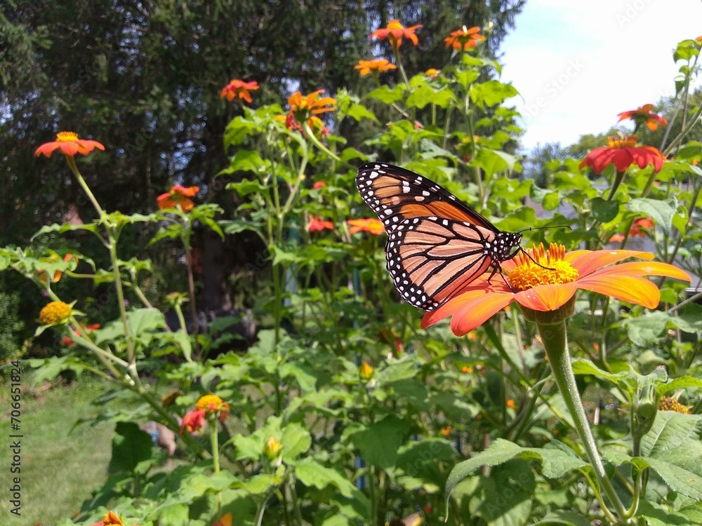 Obraz premium Monach Butterfly On Mexican Sunflower