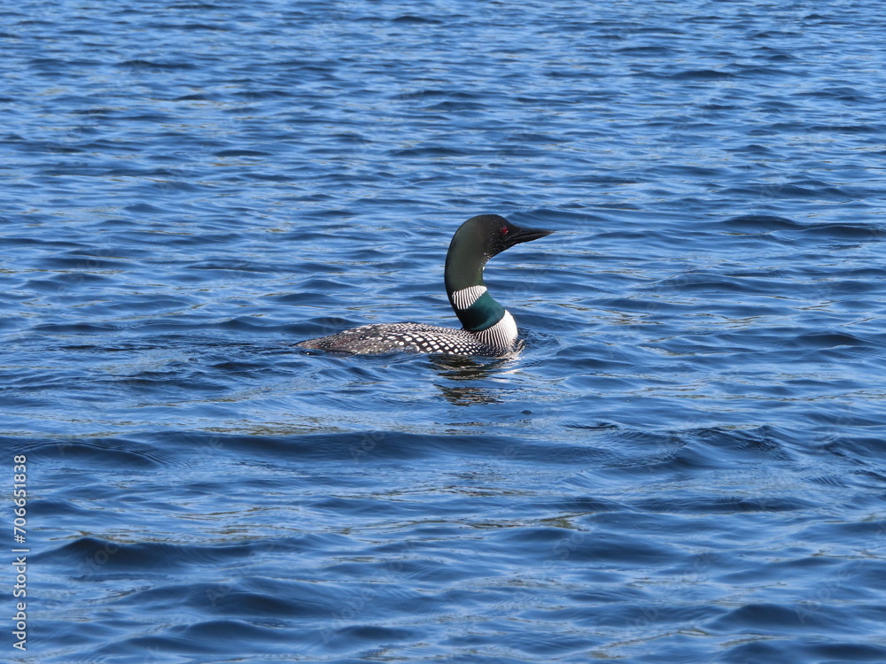 Loon on the water