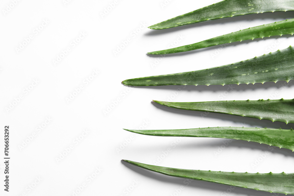 Green aloe vera leaves on white background, flat lay. Space for text