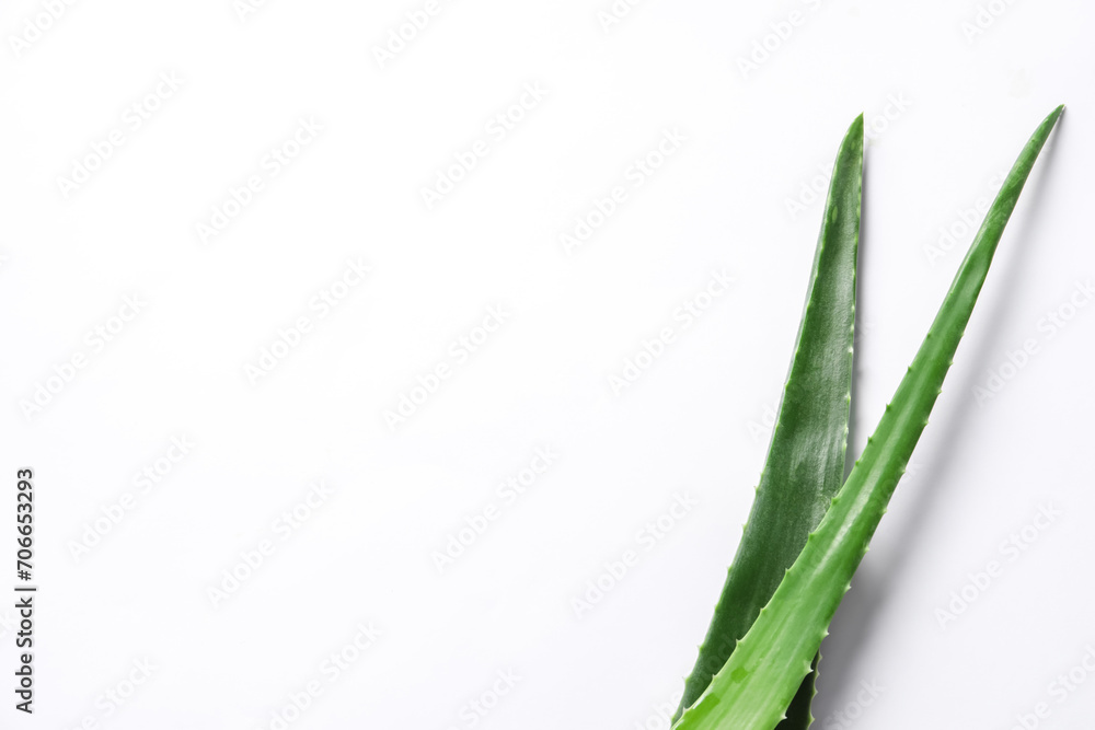 Green aloe vera leaves on white background, top view. Space for text Green aloe vera leaves on white background, top view. Space for text