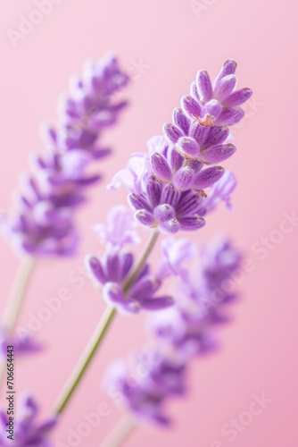 Purple lavender flower as vertical Greeting card template composition