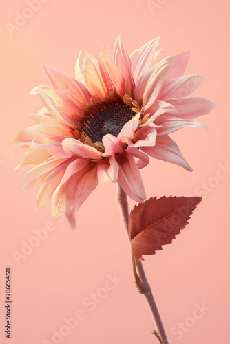 Pink sunflower flower as vertical Greeting card template composition