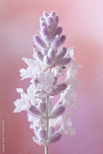 White lavender flower as vertical Greeting card template composition