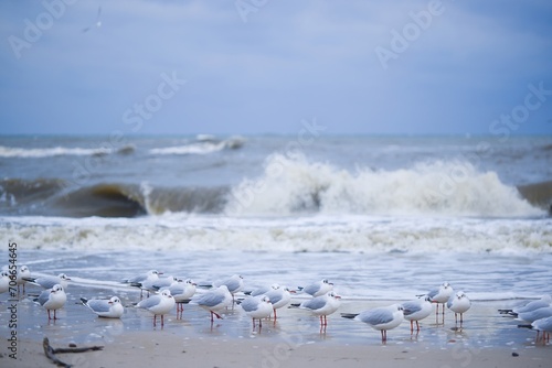 Fototapeta Naklejka Na Ścianę i Meble -  Gulls brave the winter chill on Kołobrzeg beach in January, facing a northern wind and turbulent sea. A stark and dynamic scene of coastal resilience amid the winter elements.