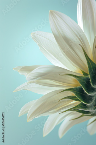 White sunflower flower as vertical Greeting card template composition