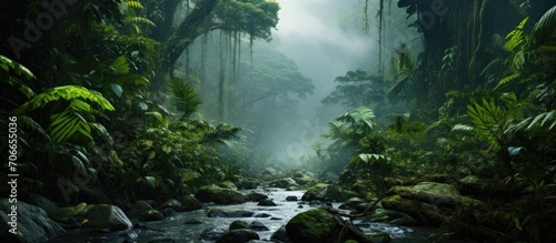 Central American rain forest. © AkuAku