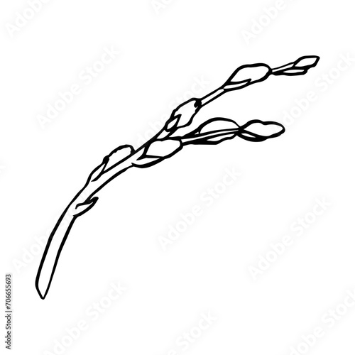 Black contour linear silhouette willow branches isolated on white background. Vector simple line graphic illustration spring plants. simple drawing plant element for the design