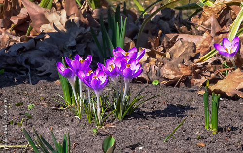 Garden crocuses bloom in spring in the botanical garden photo