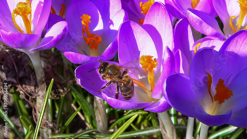 Bee on a flower Garden crocuses bloom in spring in the botanical garden photo