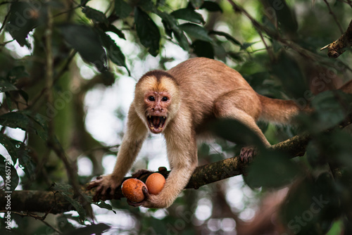 Photography monkey thief stealing eggs from kitchen in ecuadorian jungle