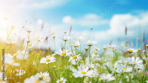 Beautiful meadow daisy flowers blue sky field photography