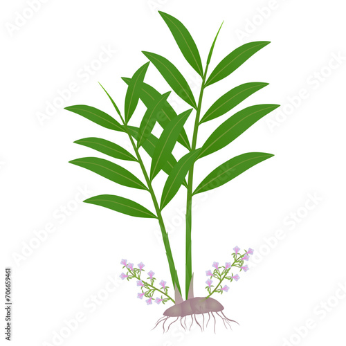 True cardamom elettaria cardamomum plant with flowers on a white background.