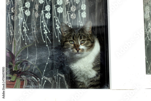 Photography Wild fluffy cats on white snow