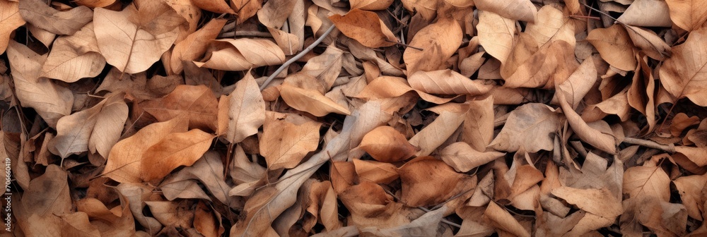 Dry leaves and twigs are scattered around on the ground, large scale, top view, detailed texture. Dry leaves and twigs are scattered around on the ground, large scale, top view, detailed texture.