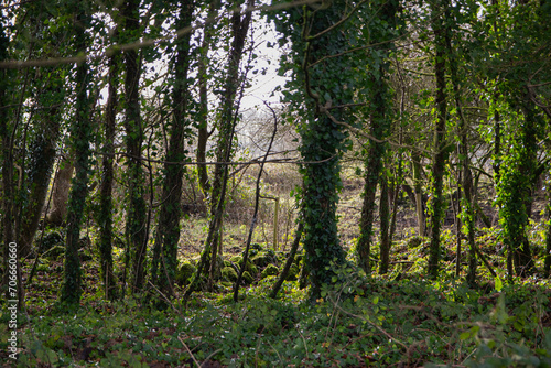 morning in the woods  green tree line  ireland  irish trees