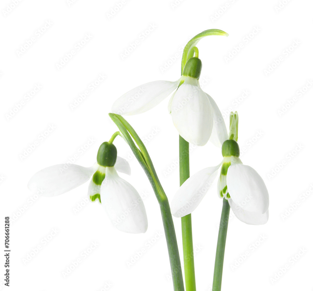 Beautiful snowdrops isolated on white background Beautiful snowdrops isolated on white background