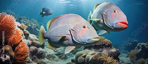 Small group of bumphead parrot fish eating algae and corals in a shallow coral reef. photo