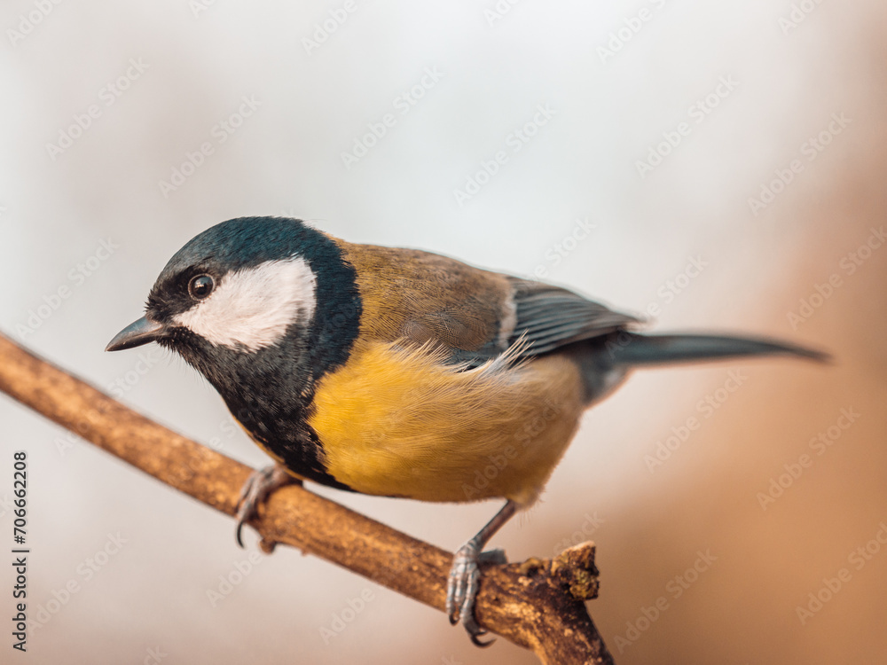 Obraz premium Nahaufnahme einer Kohlmeise (Parus major). Die Meise sitzt auf einem geneigten Ast vor einem ruhigen Hintergrund.