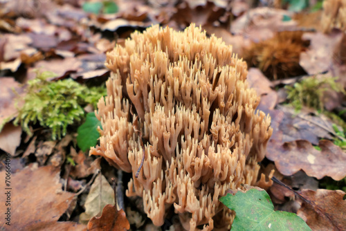 Close up of Ramaria stricta aka Strict Branch Coral growing through the autumn leaves 