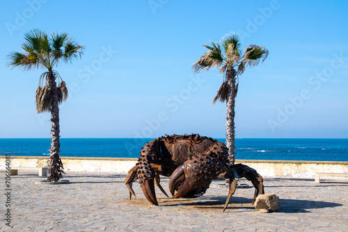 Photos Cangrejo en la playa