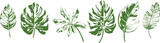 Abstract set of tropical leaves isolated on white background. Hand drawn illustration collection.