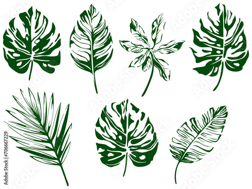 Abstract set of tropical leaves isolated on white background. Hand drawn illustration collection.