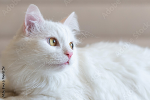 Portrait of cute turkish cat. Soft fluffy purebred straight-eared long hair kitty. Copy space, close up, background. Adorable domestic pet concept. © Nastassia