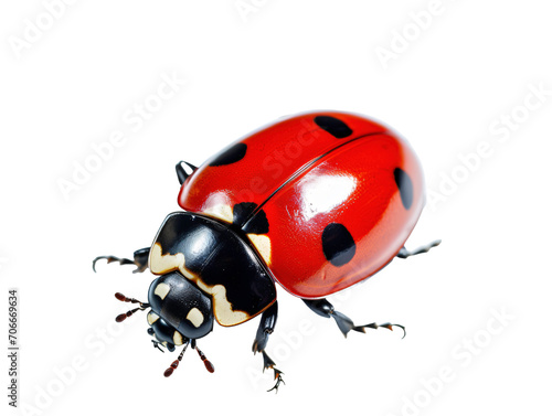 a close up of a ladybug © Mariana