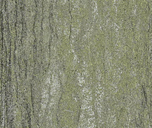 Illustration of Honey locust or bark texture Gleditsia triacanthos. Natural leather nature background. © Nataliia