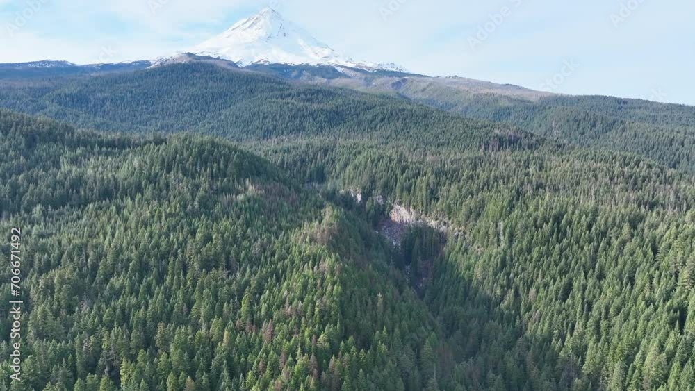 Thick, healthy forest covers the rugged, eastern slopes near Mt. Hood ...