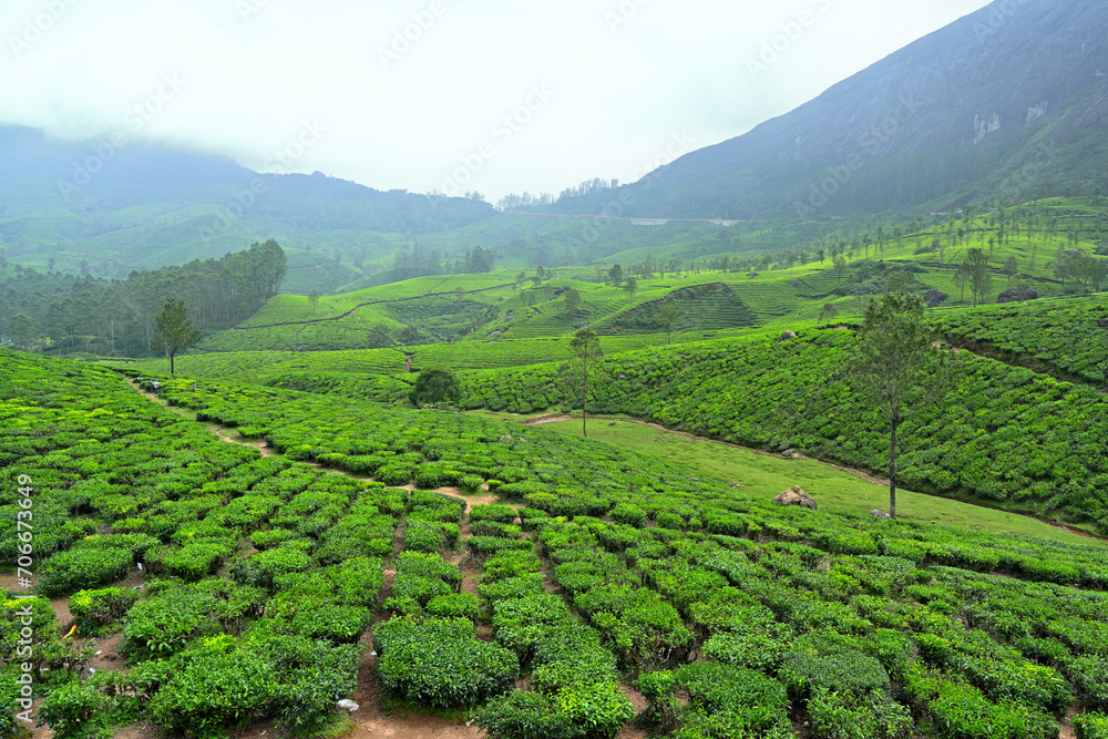 Lush green tea plantations seen in the mid foreground 