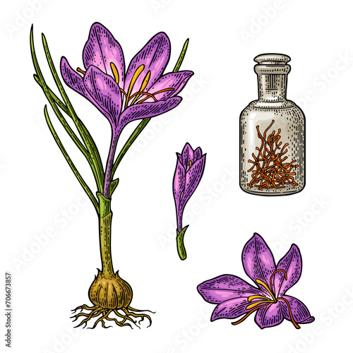 Bottle with saffron dry threads. Plant with flower and corms. Engraving black vintage vector illustration isolated on white background.